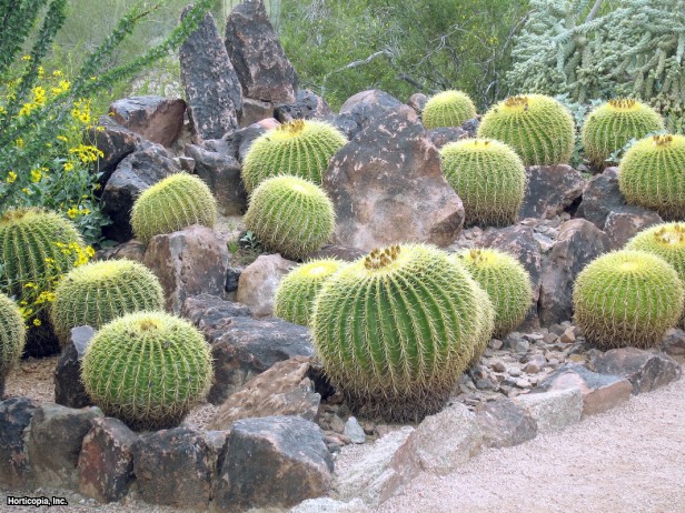 Altın Fıçı Kaktüsü