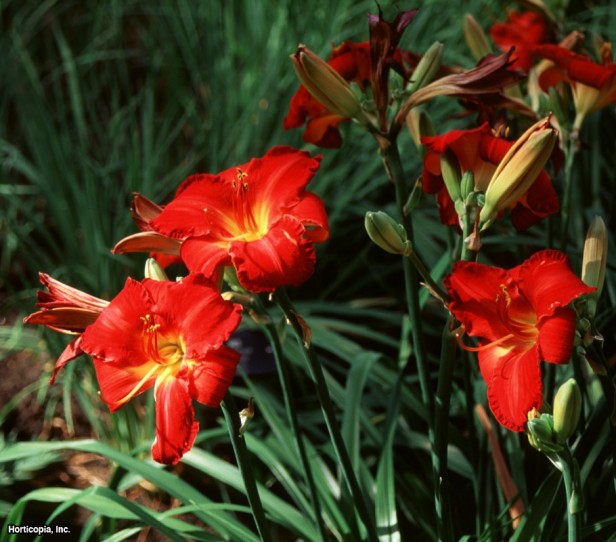Daylily
