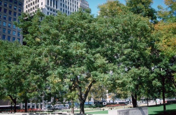 Dikensiz Bal Çekirgesi