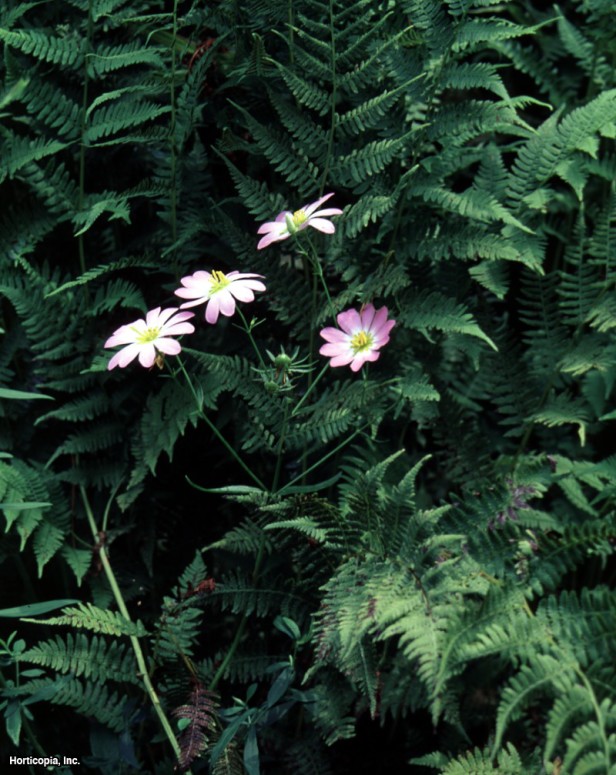 Carolina Bataklık Pembesi