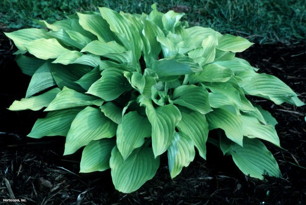 Hosta