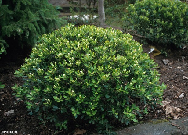 yabanmersini çobanpüskülü