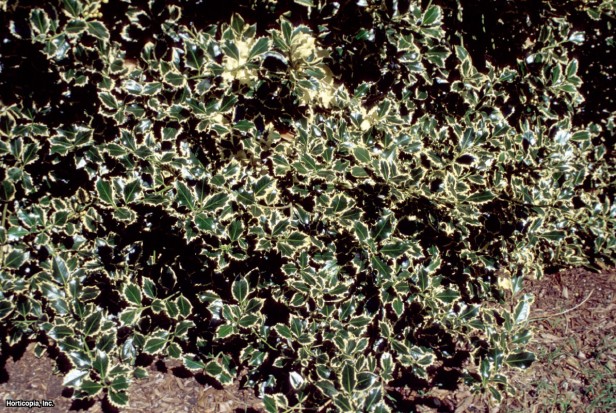 İngiliz Çobanpüskülü