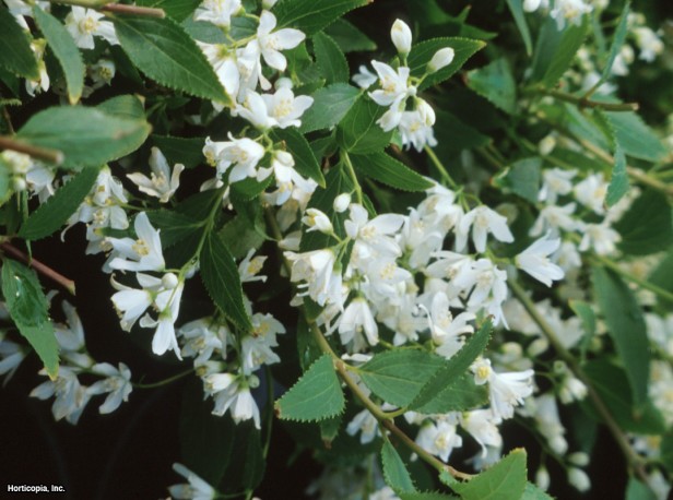 İnce Deutzia