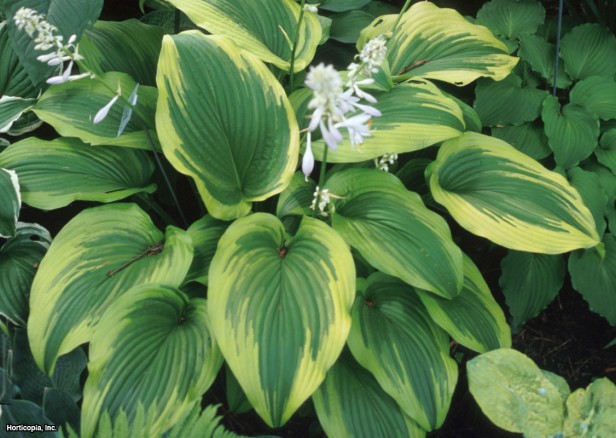 Hosta