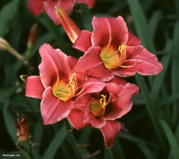 Daylily