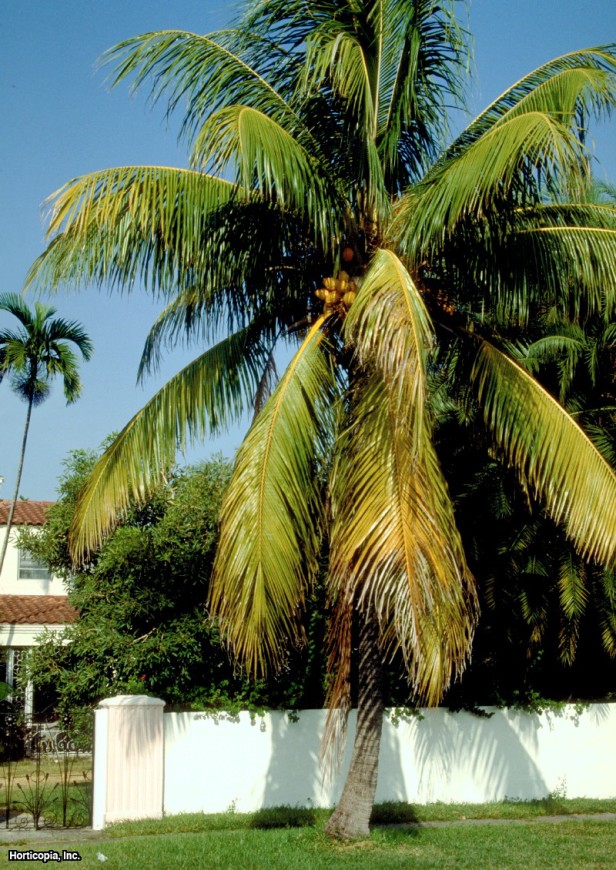 hindistan cevizi hurması