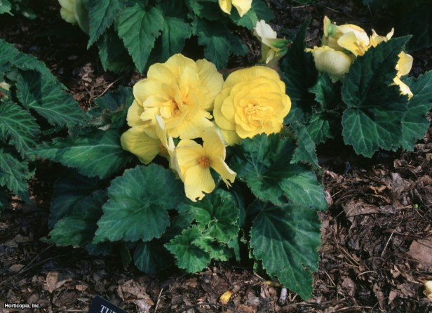 Hibrit Yumrulu Begonya