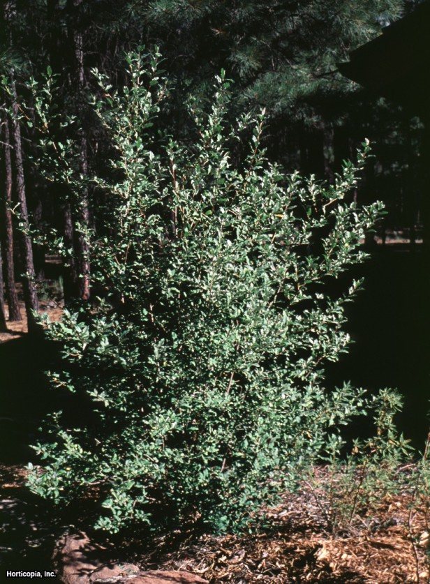 Kızıl Buffaloberry