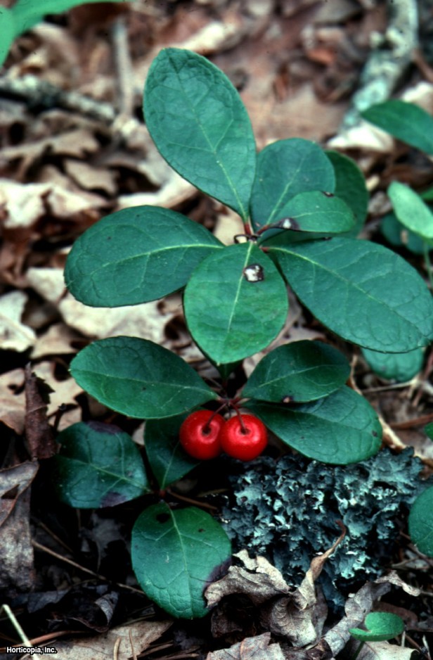sürünen keklik üzümü