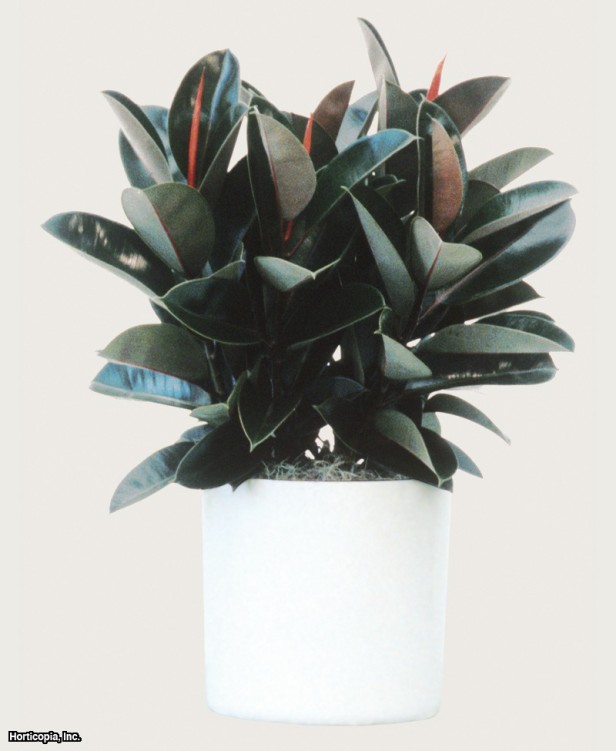 Hindistan Kauçuk Ağacı