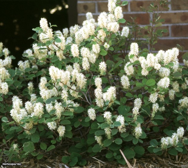 Cüce Fothergilla