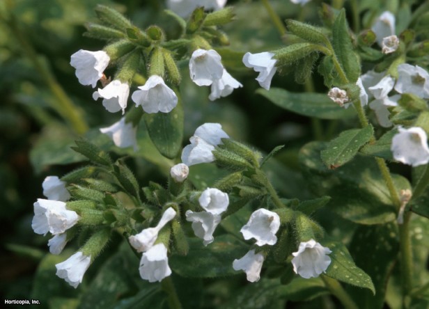 Kudüs Çuha Çiçeği