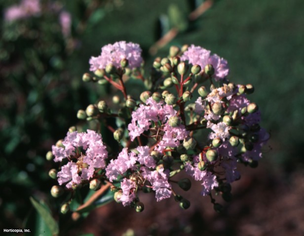 Crapemyrtle