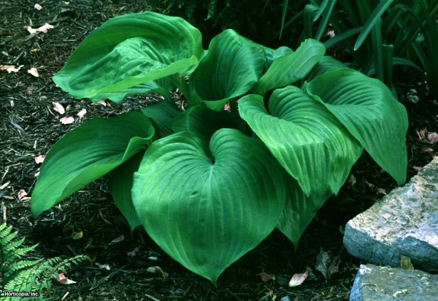 Hosta