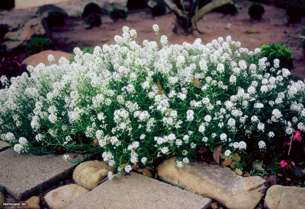 Tatlı Alyssum