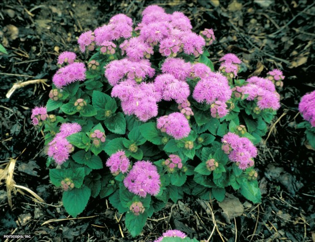 Bahçe Ageratum