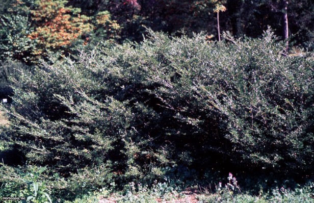 Japon çobanpüskülü