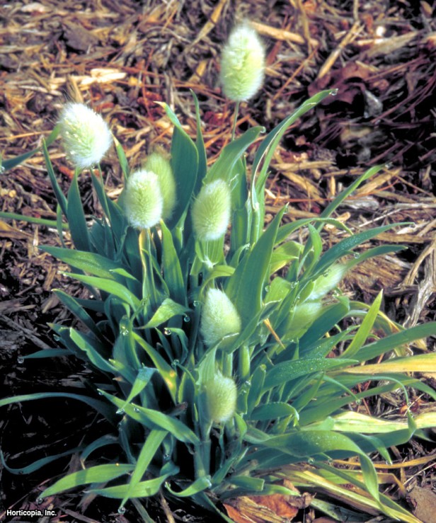 Tavşan Kuyruğu Otu