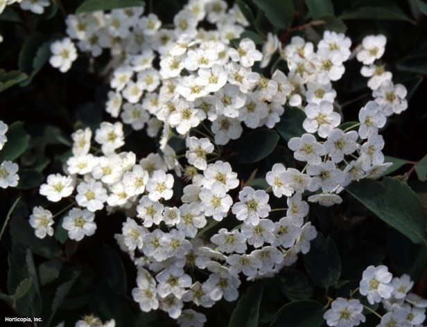 Vanhoutte Spirea