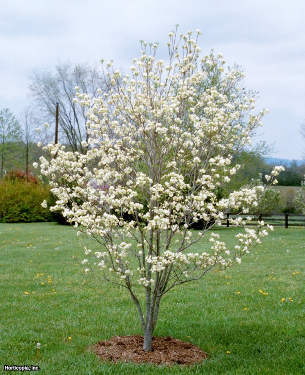 çiçekli kızılcık