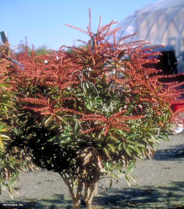 Vadideki Zambak çalısı