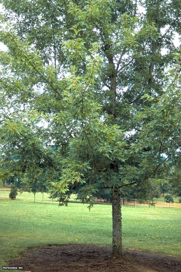 Gümüş Akçaağaç