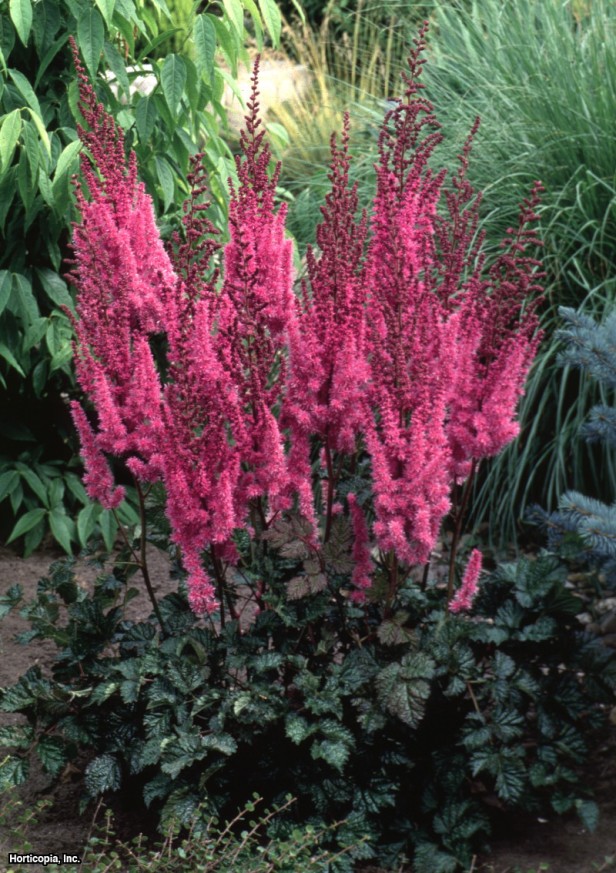 Astilbe