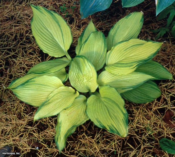 Hosta