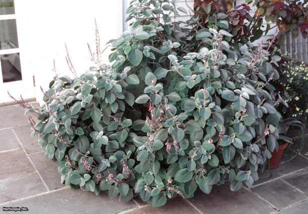 İsveç Sarmaşığı