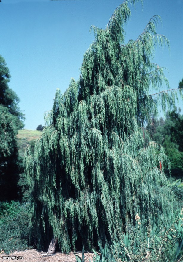Colorado Kırmızı Sediri