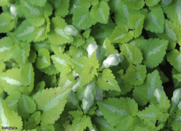 Benekli Isırgan Otu