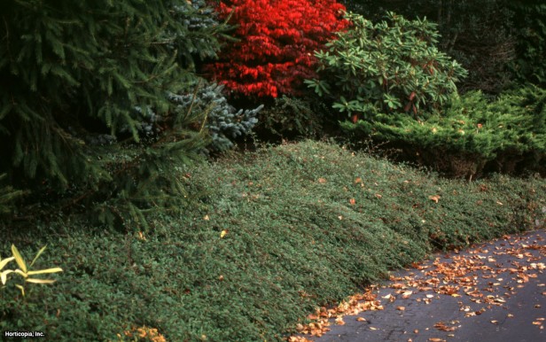 Söğüt Yaprağı Cotoneaster