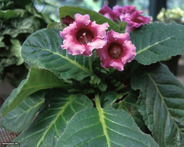 Çiçekçiler Gloxinia
