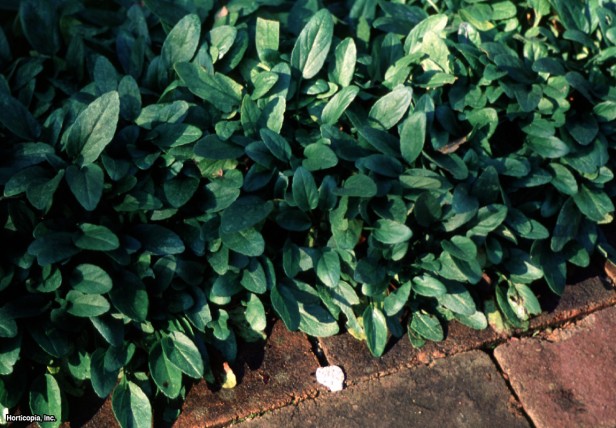 Bigflower Kendini İyileştirme