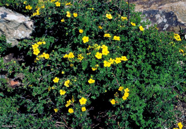 Çalı beşparmakotu