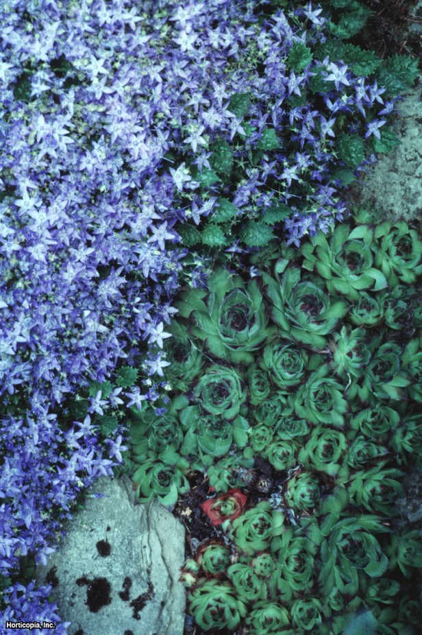 Sırp Çan Çiçeği