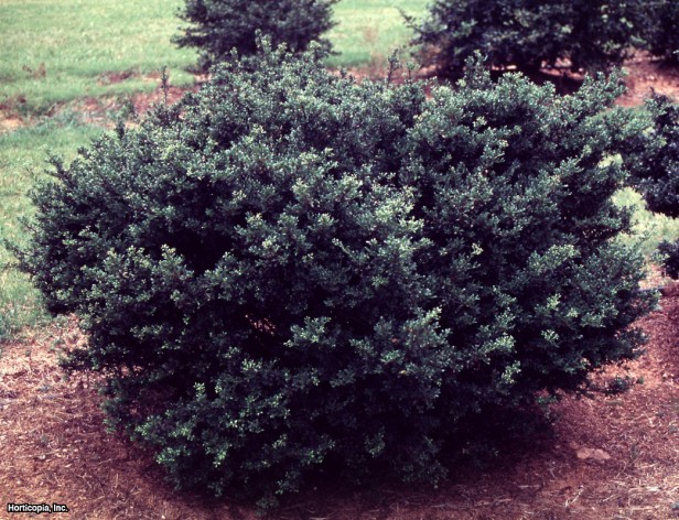 Japon çobanpüskülü