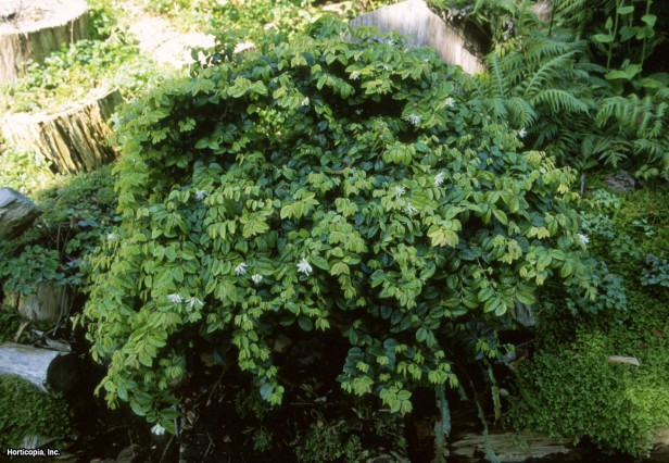 Çinli Saçak Çalı