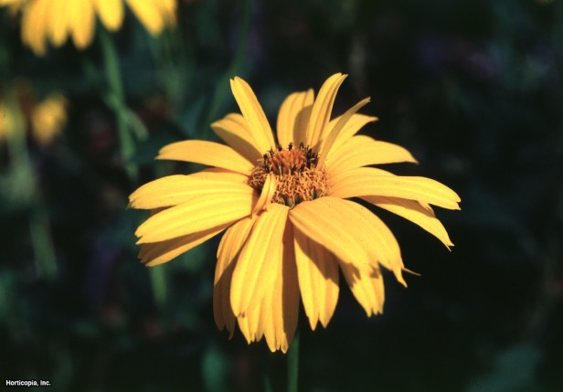 Kesilmiş Yapraklı Coneflower
