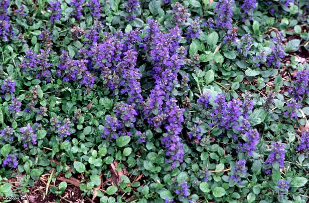 Mavi Bugleweed