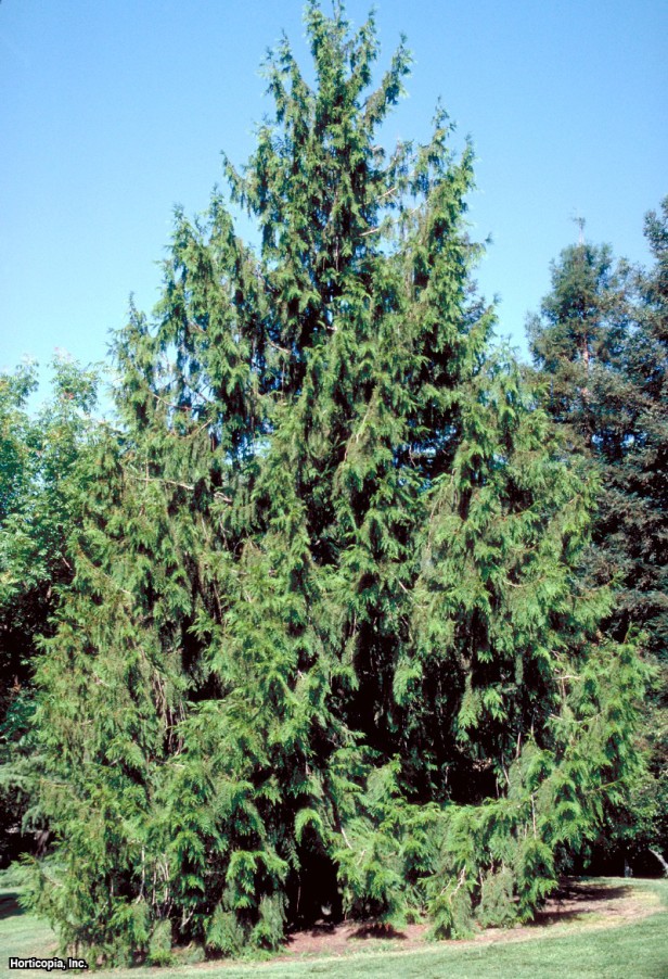 Batı Kırmızı Sediri