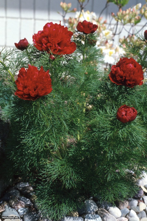 Eğreltiotu Şakayık