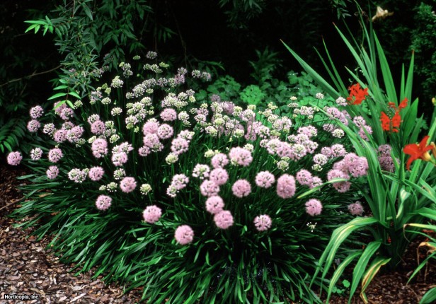 Lavanta Küre Zambak