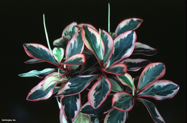 Kırmızı Kenarlı Peperomia