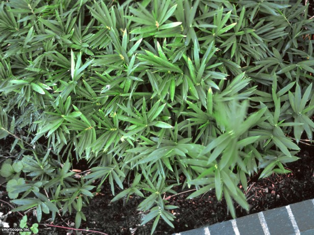 Cüce Eğreltiotu Yaprağı Bambu