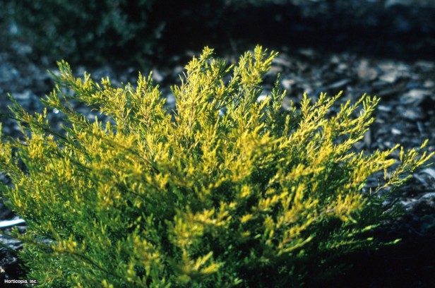 Pembe Cennetin Nefesi