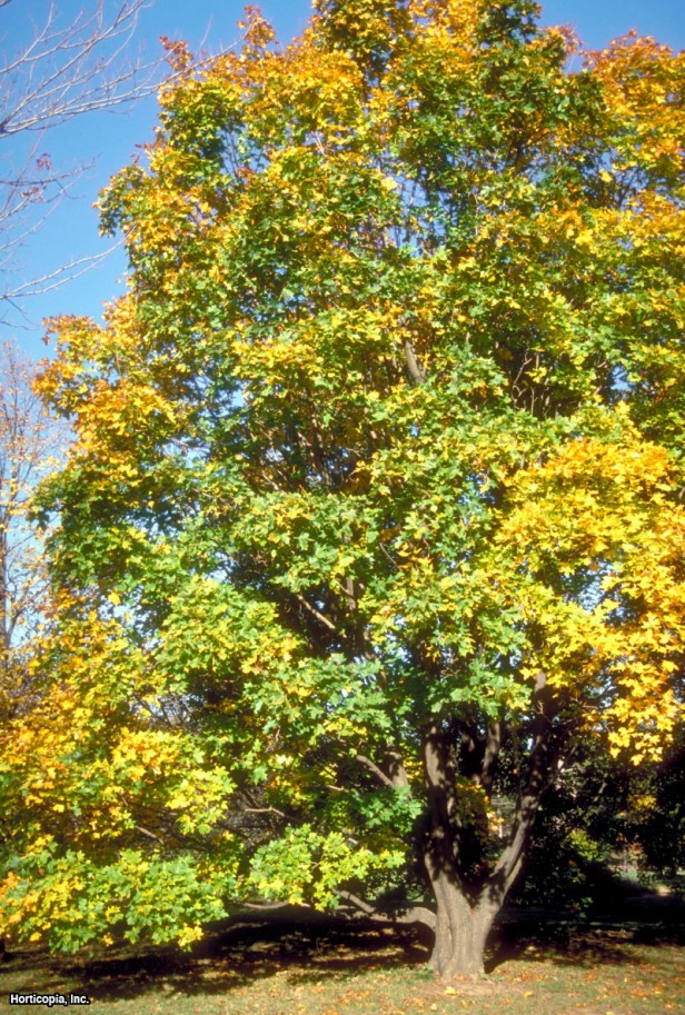 Shantung Hibrit Akçaağaç