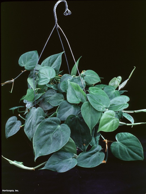 Kalp Yaprak Philodendron