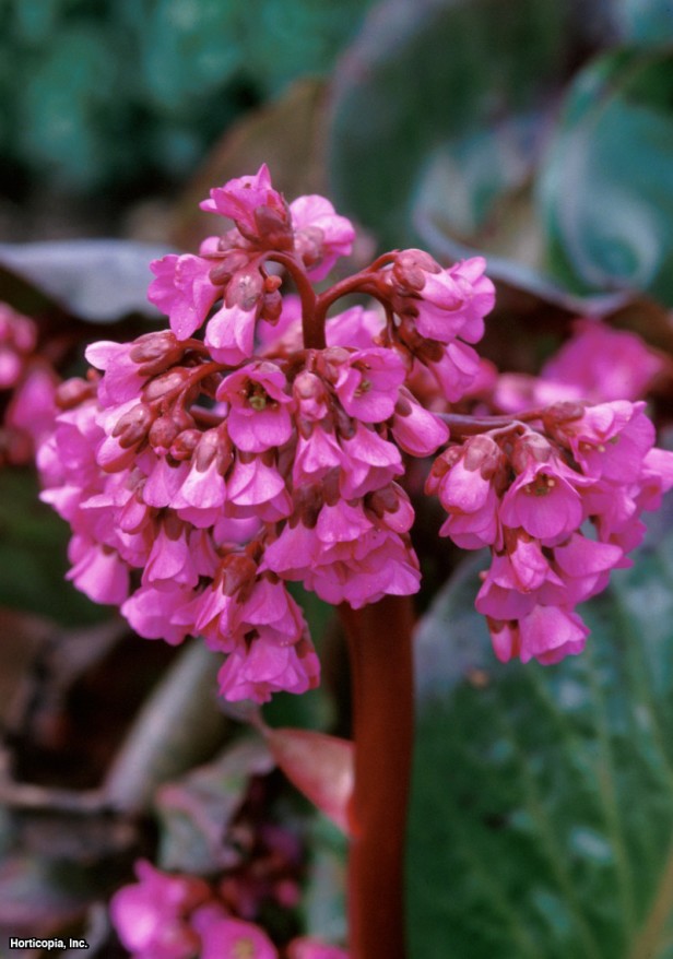 Heartleaf Bergenia